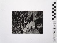 藏品(黃則修攝荷花池12)的圖片