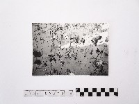 藏品(黃則修攝荷花池13)的圖片