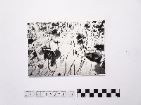 藏品(黃則修攝荷花池14)的圖片