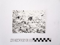 藏品(黃則修攝荷花池15)的圖片