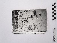 藏品(黃則修攝荷花池系列照片)的圖片