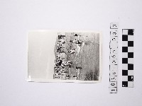 藏品(黃則修攝戲水群眾1)的圖片