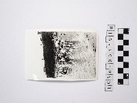 藏品(黃則修攝戲水群眾2)的圖片
