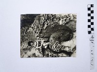 藏品(黃則修攝女性坐於野柳蜂窩岩)的圖片