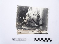 藏品(黃則修攝河畔風景系列照片)的圖片