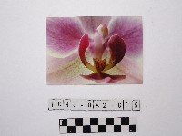 藏品(黃則修攝蘭花)的圖片