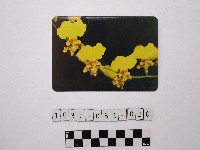 藏品(黃則修攝蝴蝶蘭)的圖片