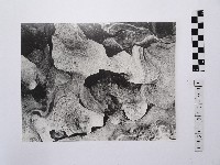 藏品(黃則修攝野柳地景風化紋3)的圖片