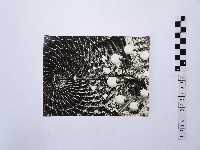 藏品(黃則修攝藻井)的圖片