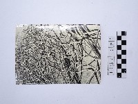 藏品(黃則修攝繩索)的圖片