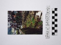 藏品(黃則修攝溪流與家屋)的圖片