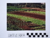 藏品(黃則修攝田園)的圖片