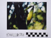 藏品(黃則修攝透光的葉子)的圖片