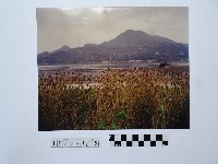 藏品(黃則修攝岸邊)的圖片