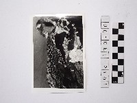 藏品(黃則修攝野柳地景)的圖片