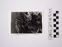 藏品(黃則修攝野柳地景)的圖片