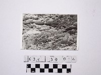 藏品(黃則修攝野柳地景)的圖片