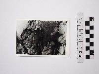 藏品(黃則修攝野柳地景)的圖片