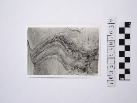 藏品(黃則修攝野柳地景)的圖片