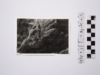 藏品(黃則修攝野柳地景)的圖片