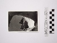 藏品(黃則修攝野柳地景)的圖片