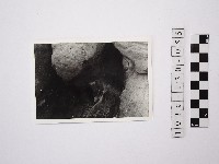 藏品(黃則修攝野柳地景)的圖片