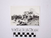 藏品(黃則修攝野柳地景)的圖片