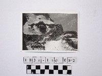 藏品(黃則修攝野柳地景)的圖片