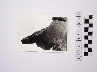 藏品(黃則修攝野柳地景)的圖片