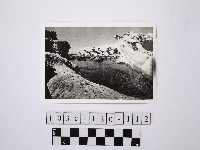 藏品(黃則修攝野柳地景)的圖片