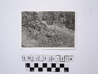 藏品(野柳地形)的圖片