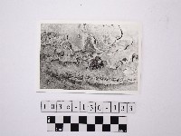 藏品(野柳地形)的圖片