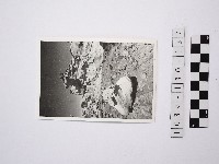 藏品(野柳地形)的圖片