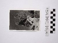 藏品(野柳地形)的圖片