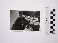 藏品(野柳地形)的圖片