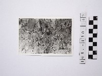 藏品(野柳地形)的圖片