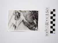 藏品(野柳地形)的圖片