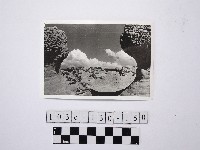 藏品(野柳地形)的圖片