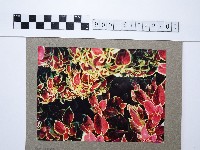 藏品(彩葉草)的圖片