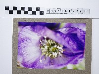 藏品(烏頭花)的圖片