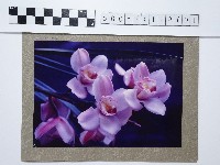 藏品(蘭花)的圖片