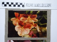 藏品(蘭花)的圖片