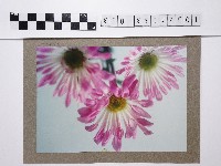 藏品(粉色花卉)的圖片