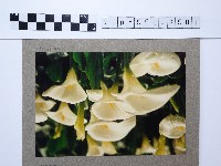 藏品(白色海芋)的圖片