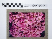 藏品(桃粉色菊花叢)的圖片