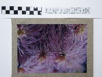 藏品(麵線菊)的圖片