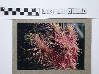 藏品(麵線菊)的圖片