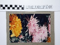 藏品(菊花)的圖片