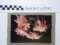 藏品(麵線菊)的圖片