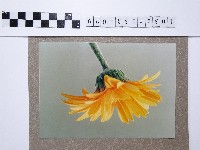 藏品(黃色菊花)的圖片